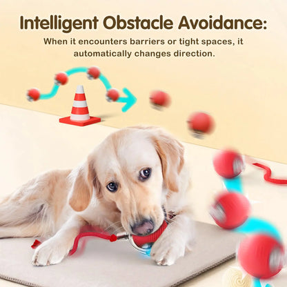 Aramnew SpinPurr Motion Ball
Rechargeable interactive play designed for playful paws.