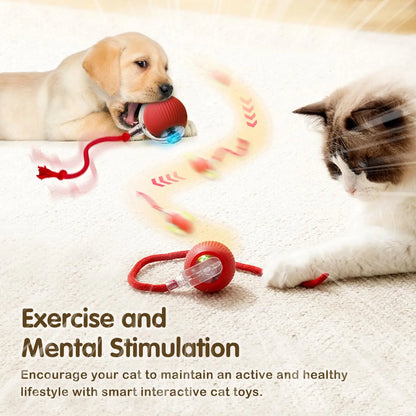 Aramnew SpinPurr Motion Ball
Rechargeable interactive play designed for playful paws.